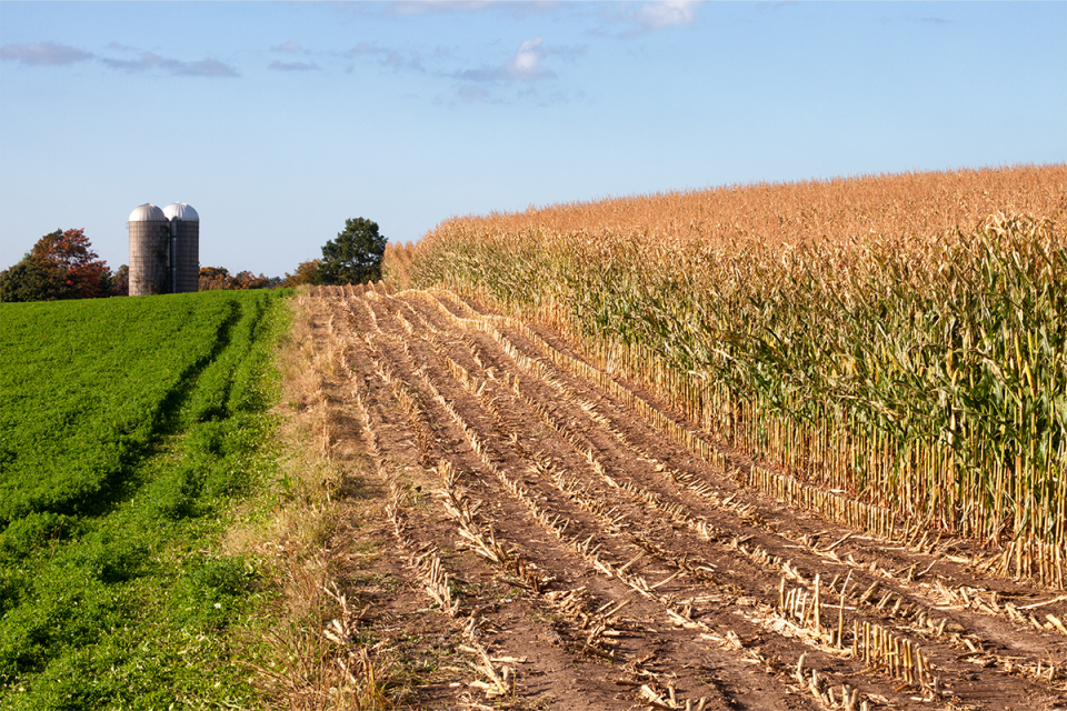 Alfalfa and corn fields