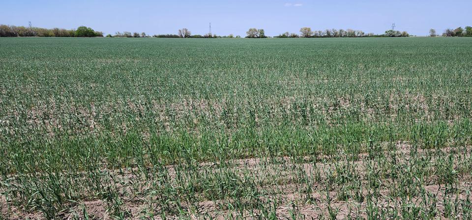 Wheat field in southeast Nebraska