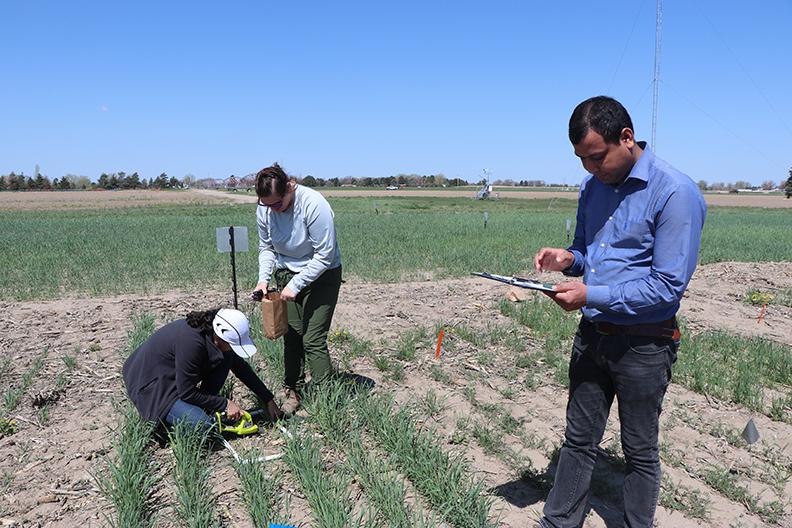 Research team gather samples in field