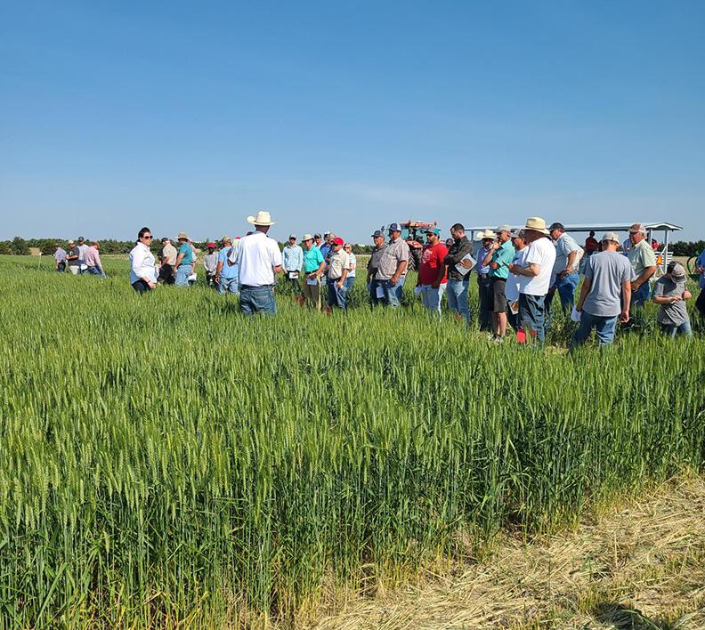 Wheat variety tour attendees in field