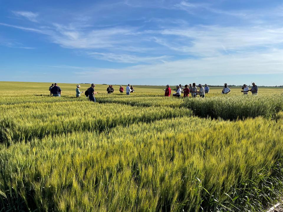 Field day participants in wheat field