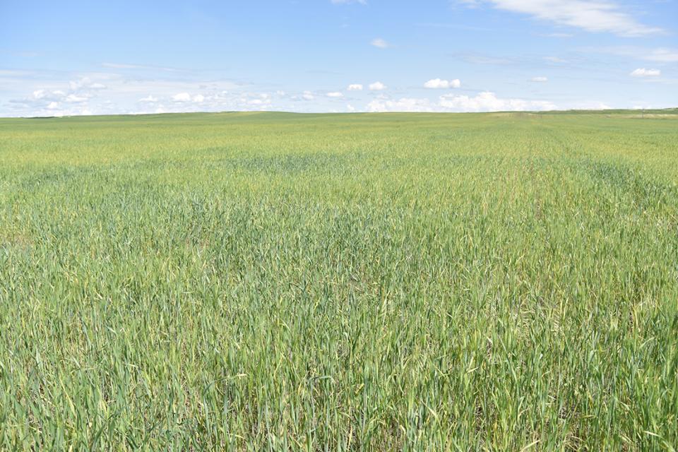 Wheat streak mosaic in field