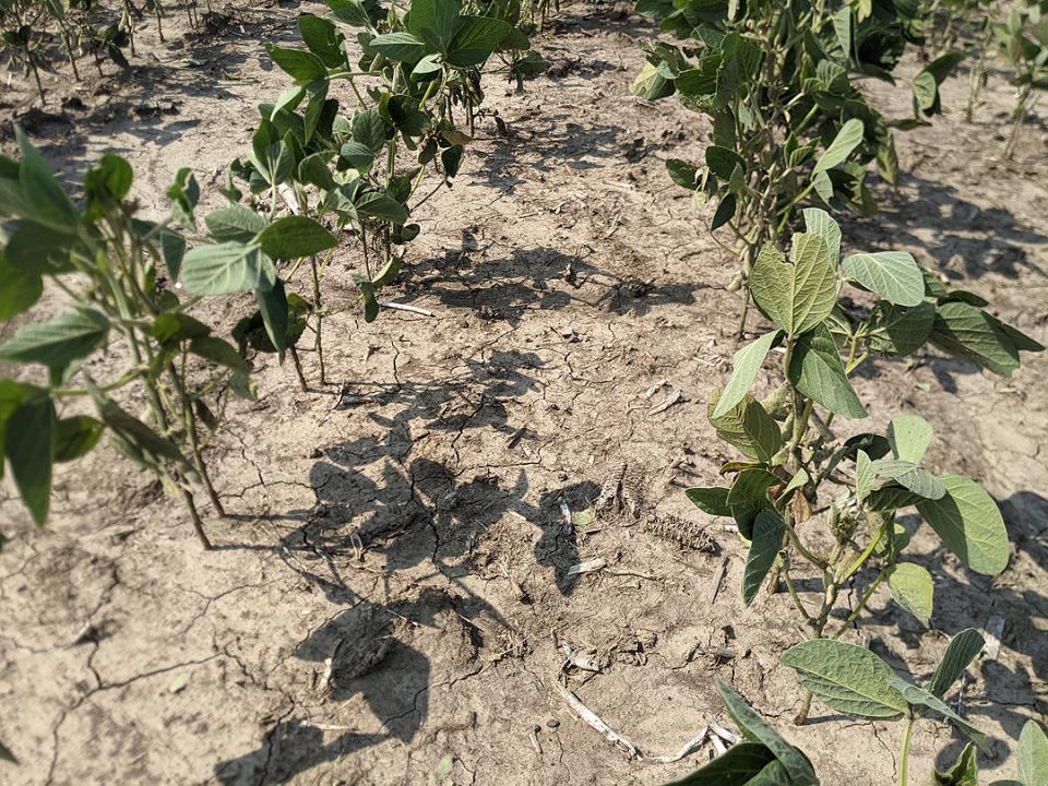Drought-stressed soybean field