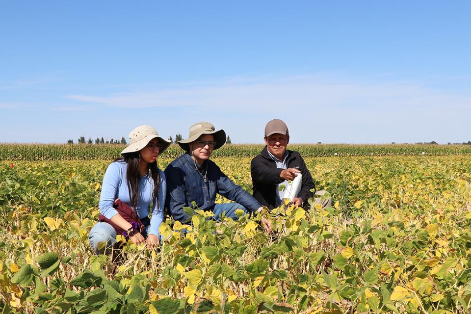 Researchers examine dry bean field