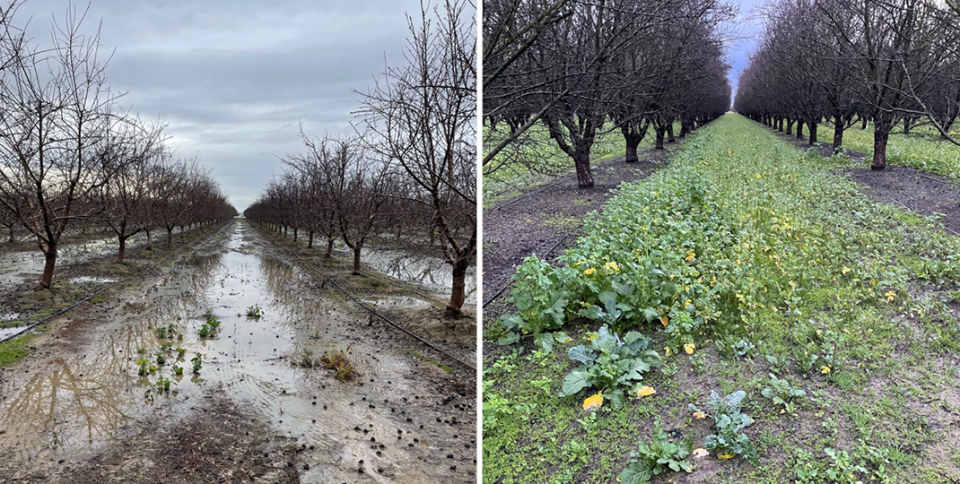 Orchard with mustard cover crop