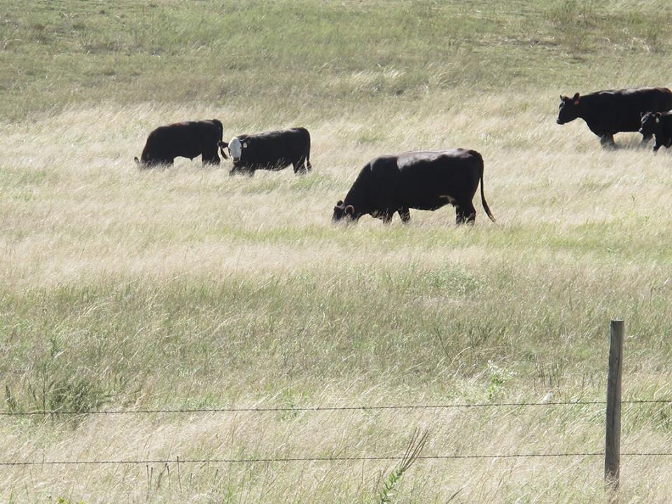 Cattle grazing pasture