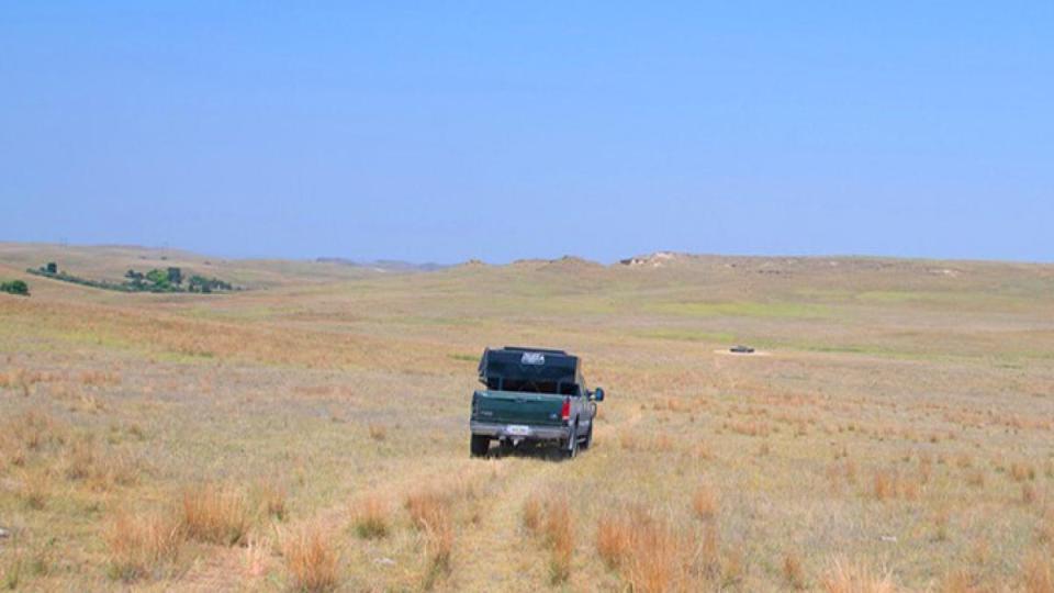 Pickup truck driving through pasture