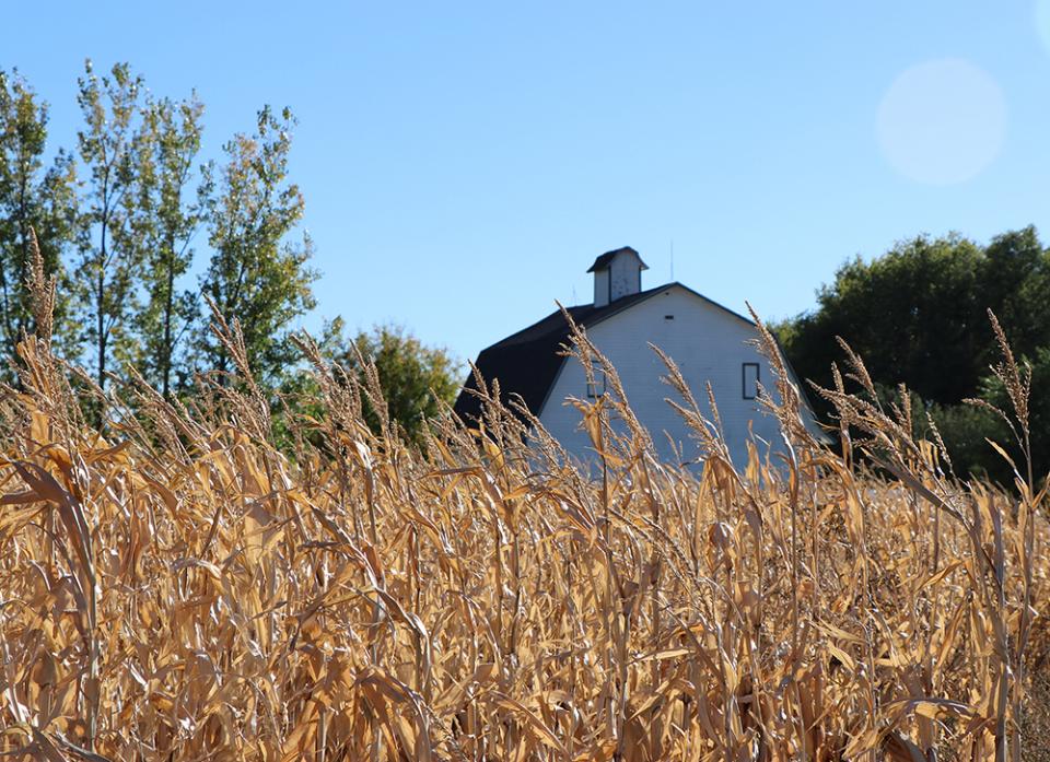Wheat field and barn