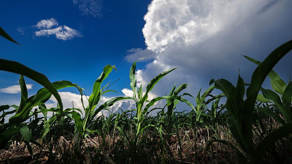 Corn field under rain clouds