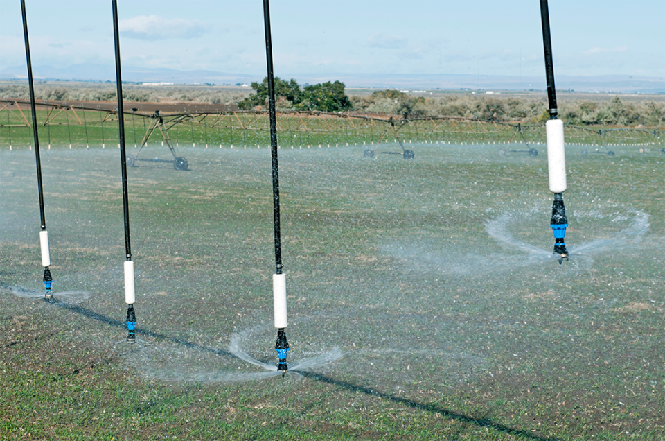 Irrigating alfalfa field during autumn