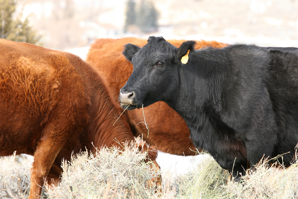 Cattle eating hay during winter