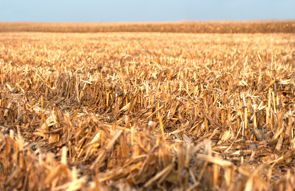 Field of corn residue
