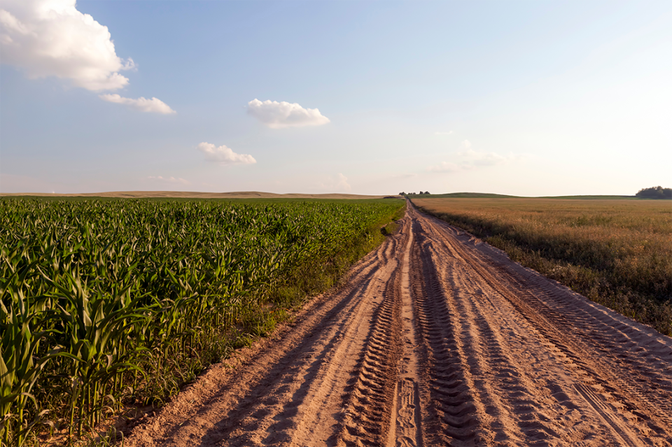 Dirt road between corn and wheat fields