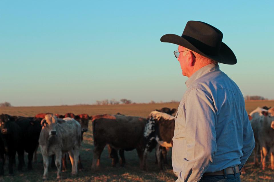 Rancher with cattle