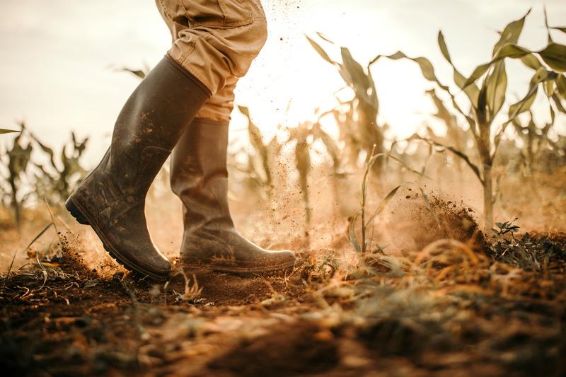 Farmer in droughty field