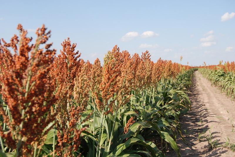 Grain sorghum field