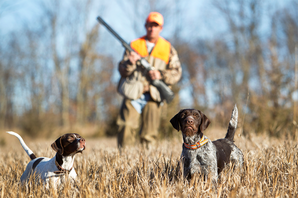 Hunter with German shorthaired pointers in field