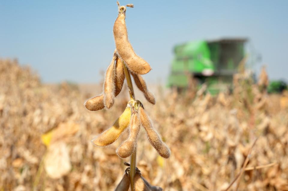 Soybean field during harvest