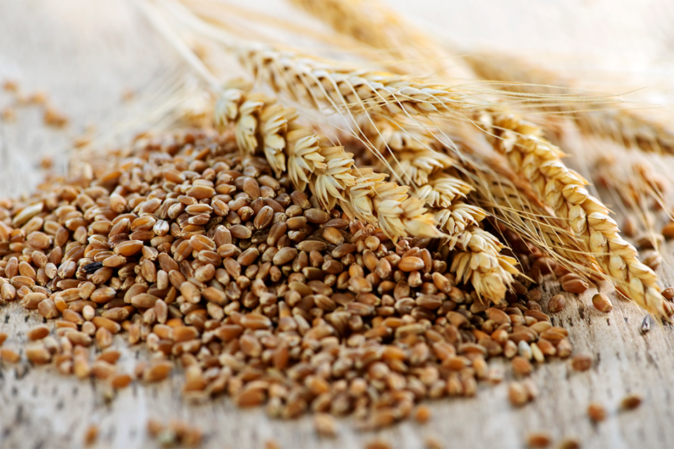 Wheat grain in pile