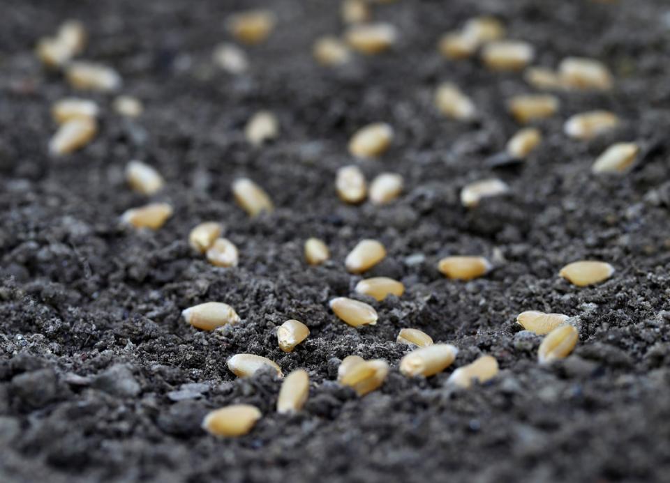 Wheat seeds on soil