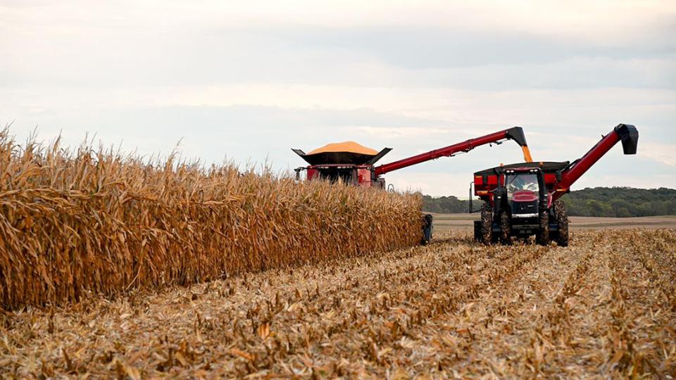 Combine harvesting corn field