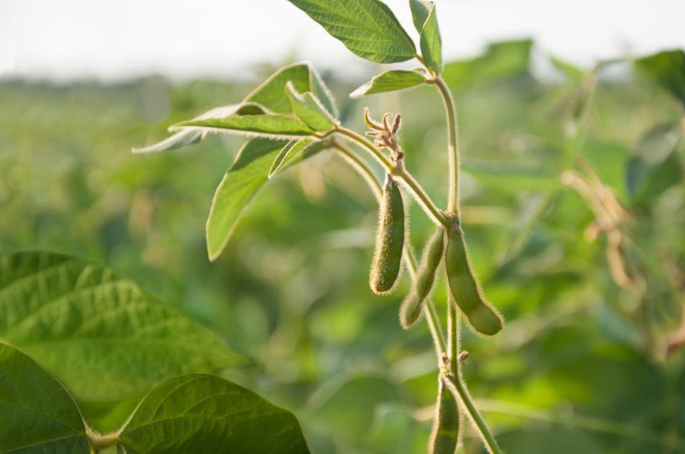 Closeup of soybean field