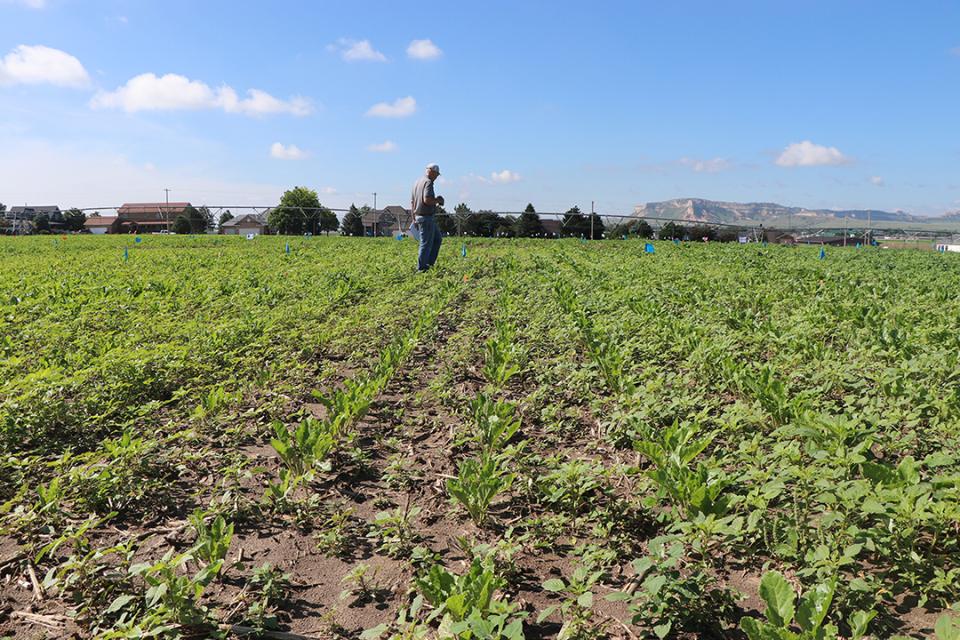 Farmer stands in sugarbeet field