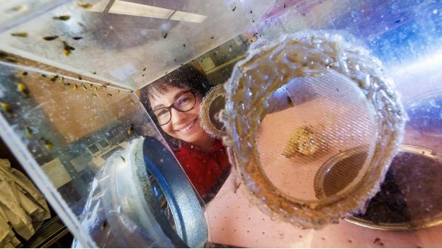 Ana Vélez looks through container of insects to camera in lab