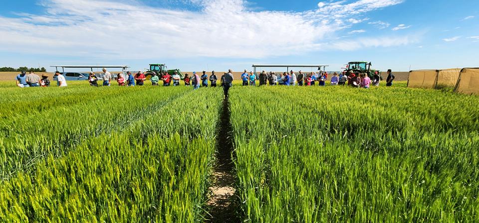 People standing in wheat field