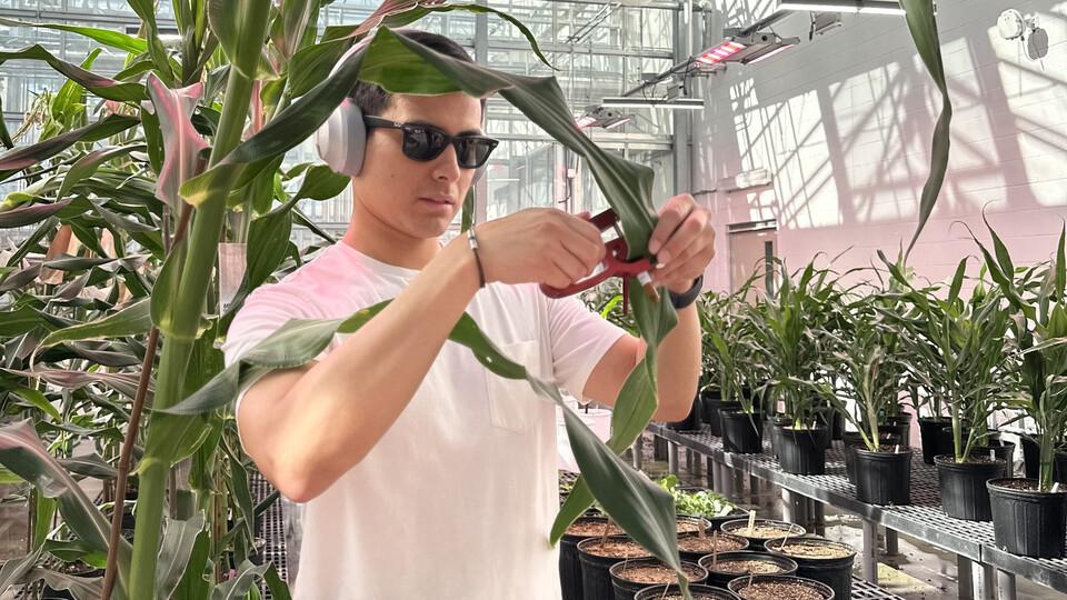 Man holds plant in greenhouse