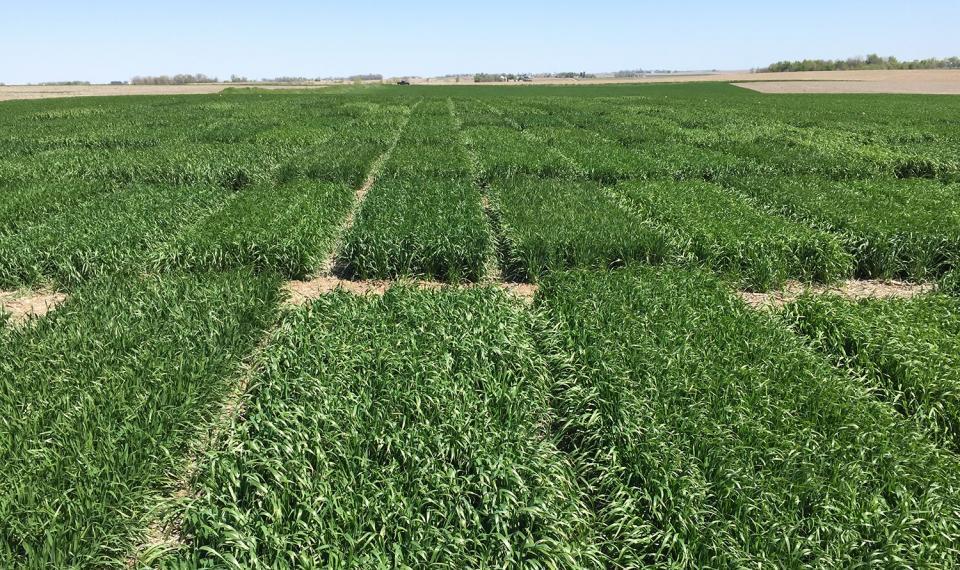 Wheat variety trial plots