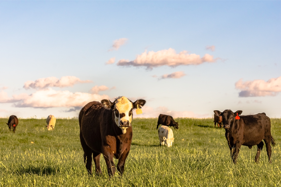 Cattle grazing spring pasture