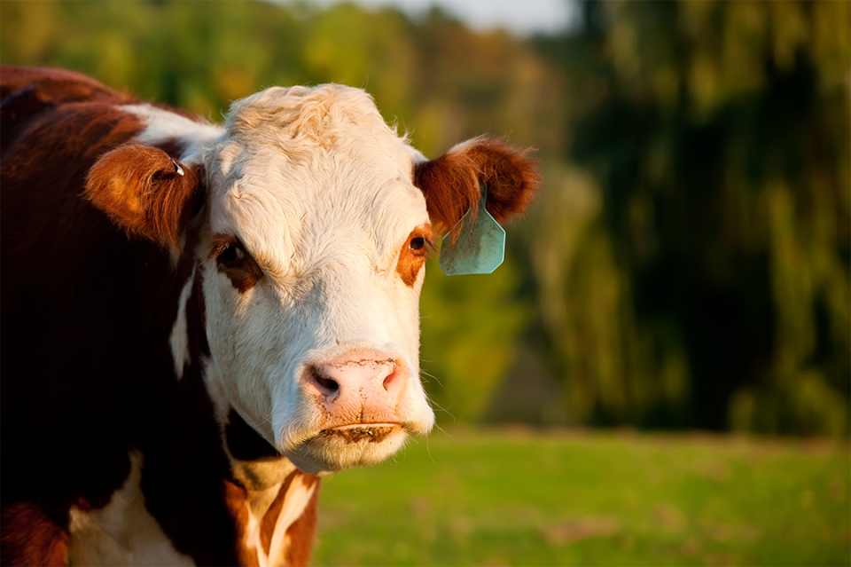 Hereford cow in pasture