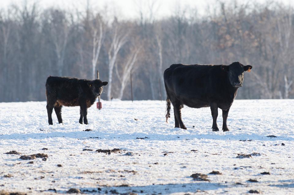 Cattle in snow