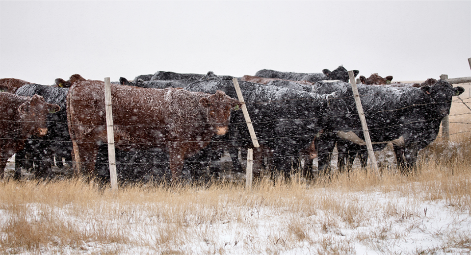 Cattle in field during snowstorm