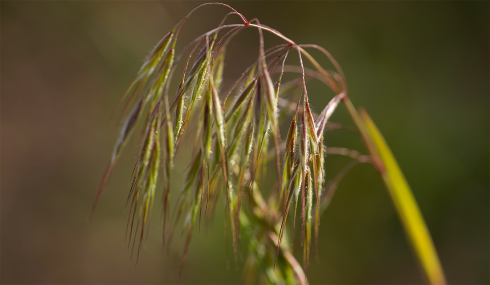 Cheatgrass