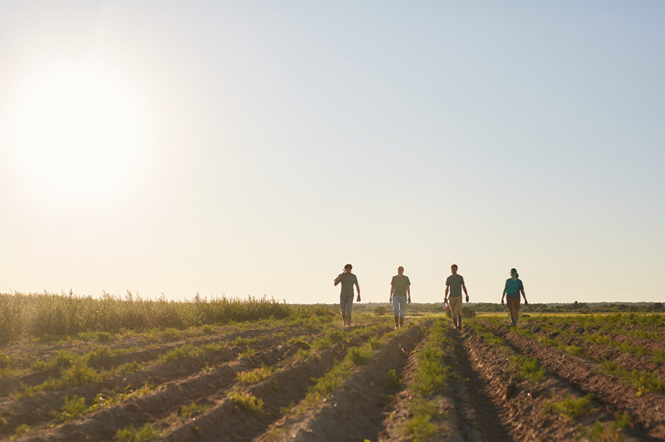 Four people walk together in field