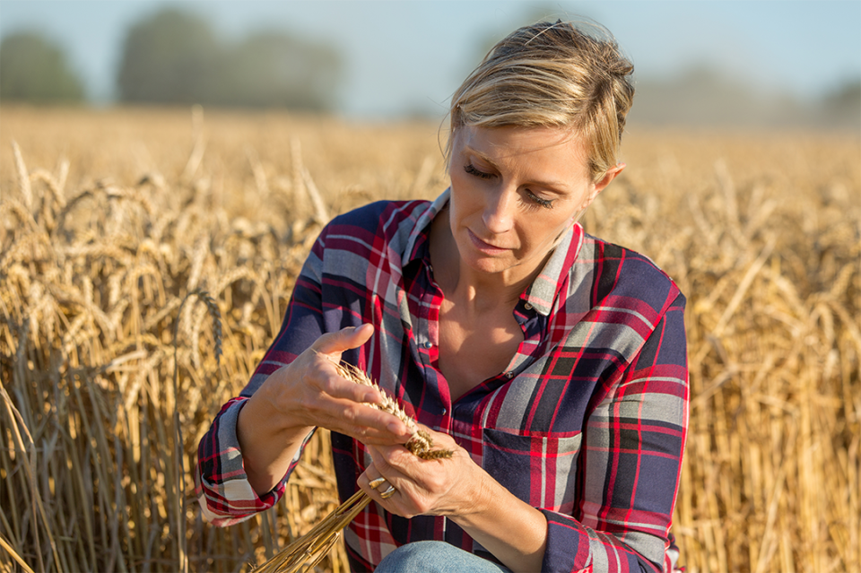 Farmer analyzing wheat stem