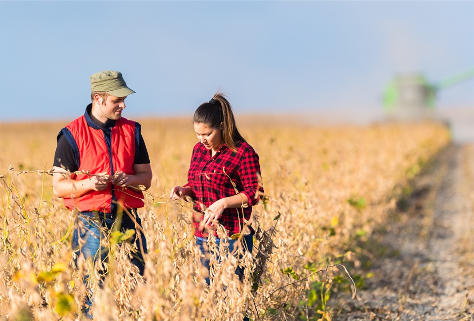 Farmers assessing soybean in field during harvest