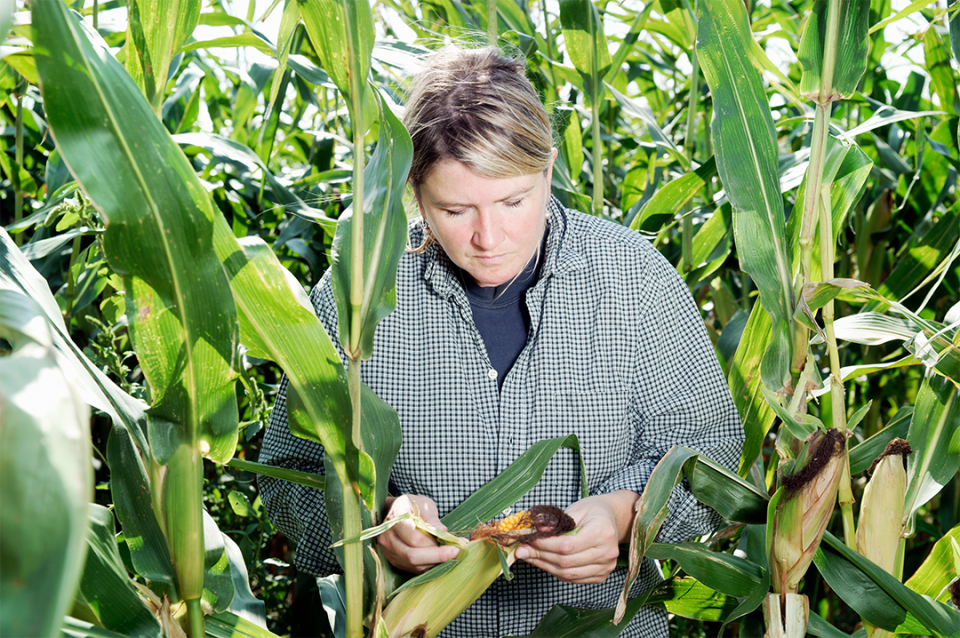 Women examines corn in field