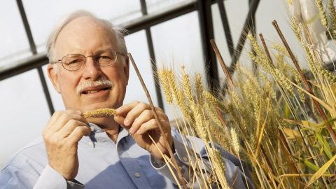 Stephen Baenziger, professor of agronomy and horticulture at the University of Nebraska-Lincoln will lead a three-year, $975,000 research project focused on the development of hybrid wheat. (Craig Chandler/University Communication)