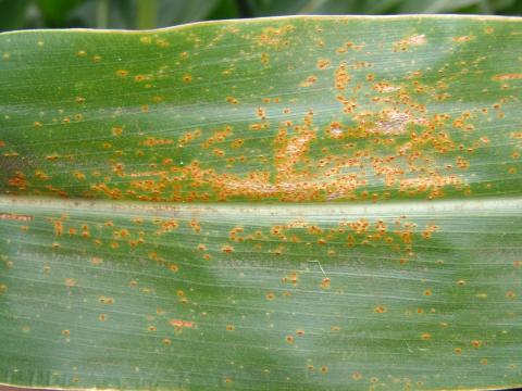 Southern rust on a corn leaf