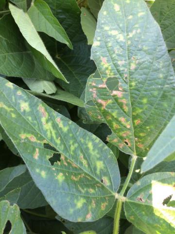 Soybean leaves with disease symptoms