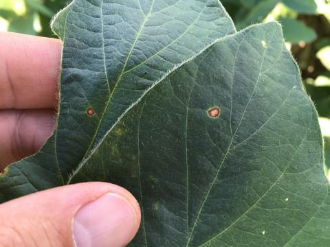 Frogeye leaf spot in soybean