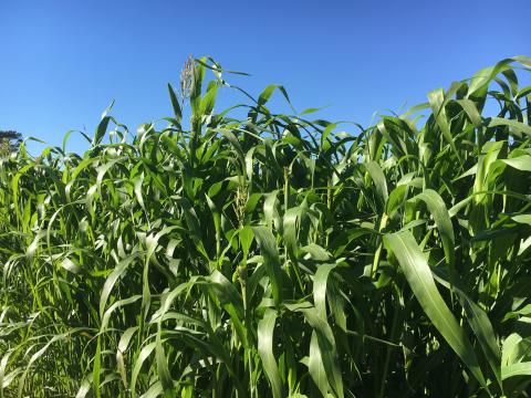 Thick, dense, upper canopy of sorghum-sudangrass, taken in late September in Lincoln.