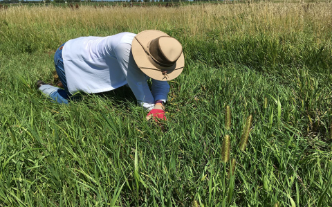 Sarah Morton examining perennial grasses.