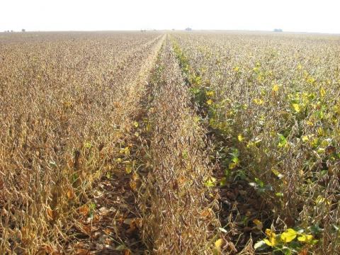 Field of mature soybeans