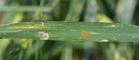 Leaf rust in wheat at the UNL Havelock Farm