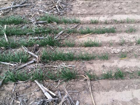 Wheat seedlings in residue-covered and bare soil plots