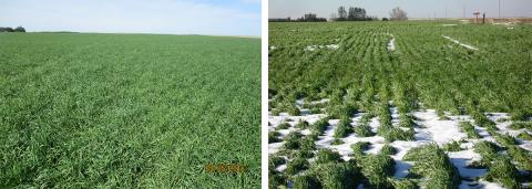 Two wheat fields in western Nebraska